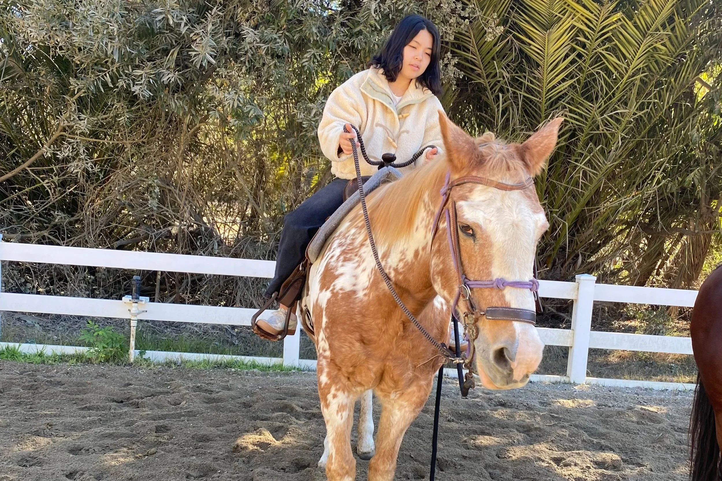paint mare and her rider learning how to be confident as an equestrian