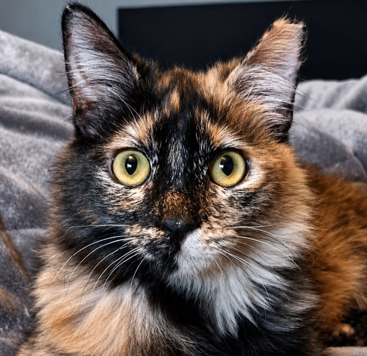 Marissa 8mo old cali