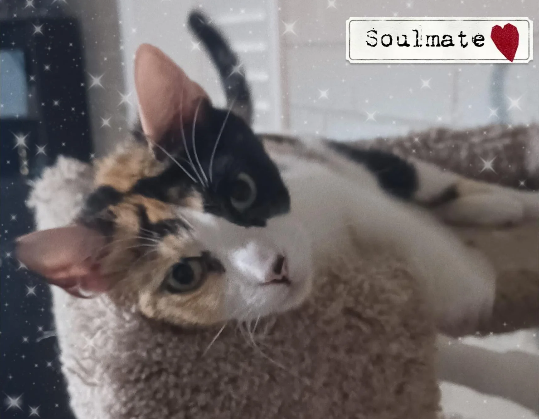 Julia calico female 2 years short hair