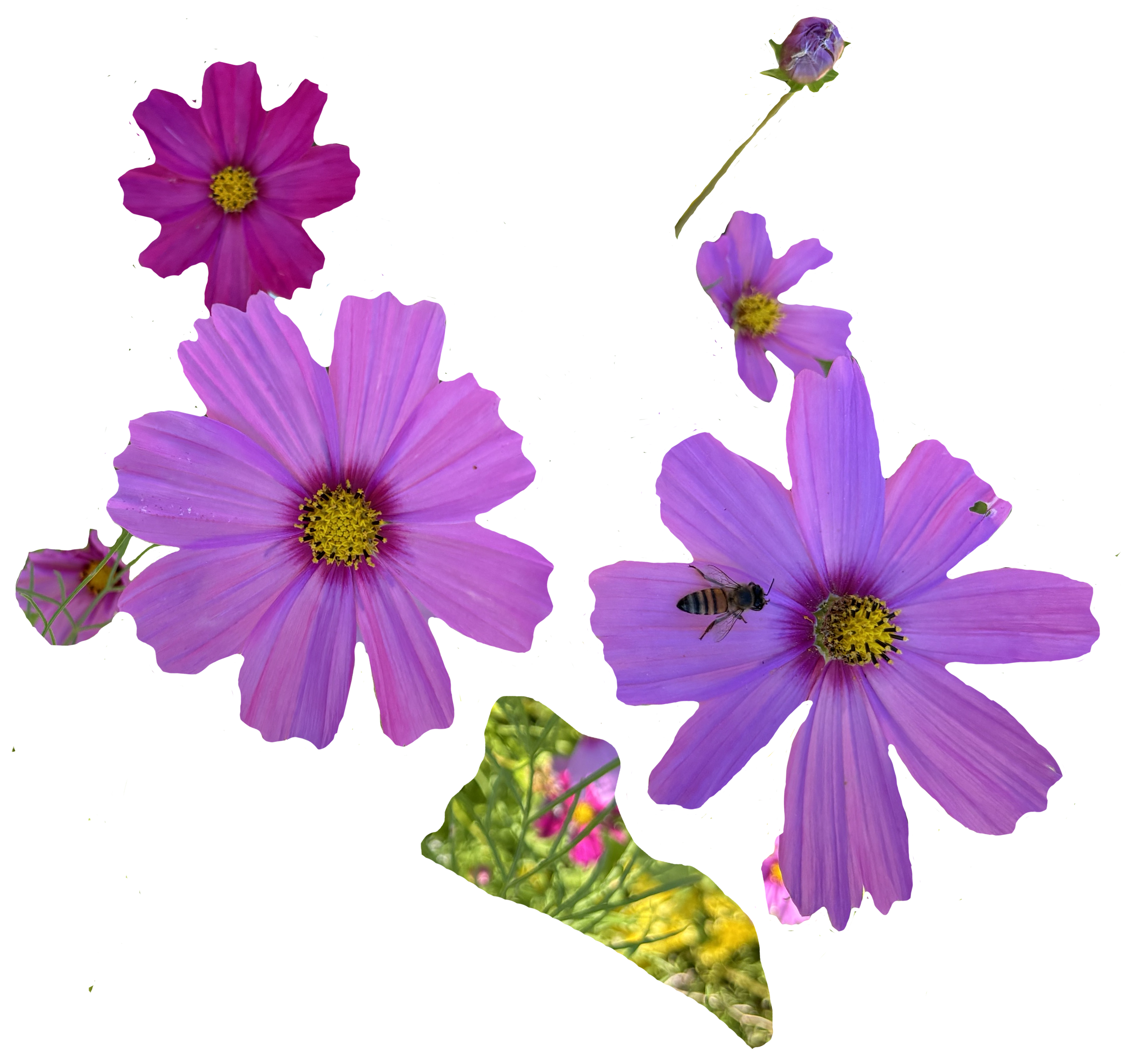 6 to 7 pink dasies of various shades and sizes scattered about, one with bees on em, another with grass that is sort of shaped and looks kinda like a springtime bunny rabbit