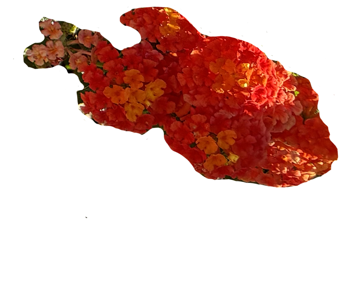 a boquet of orange flowers of varying shades shaped kinda like a fish swimming on the top right corner of the video screen
