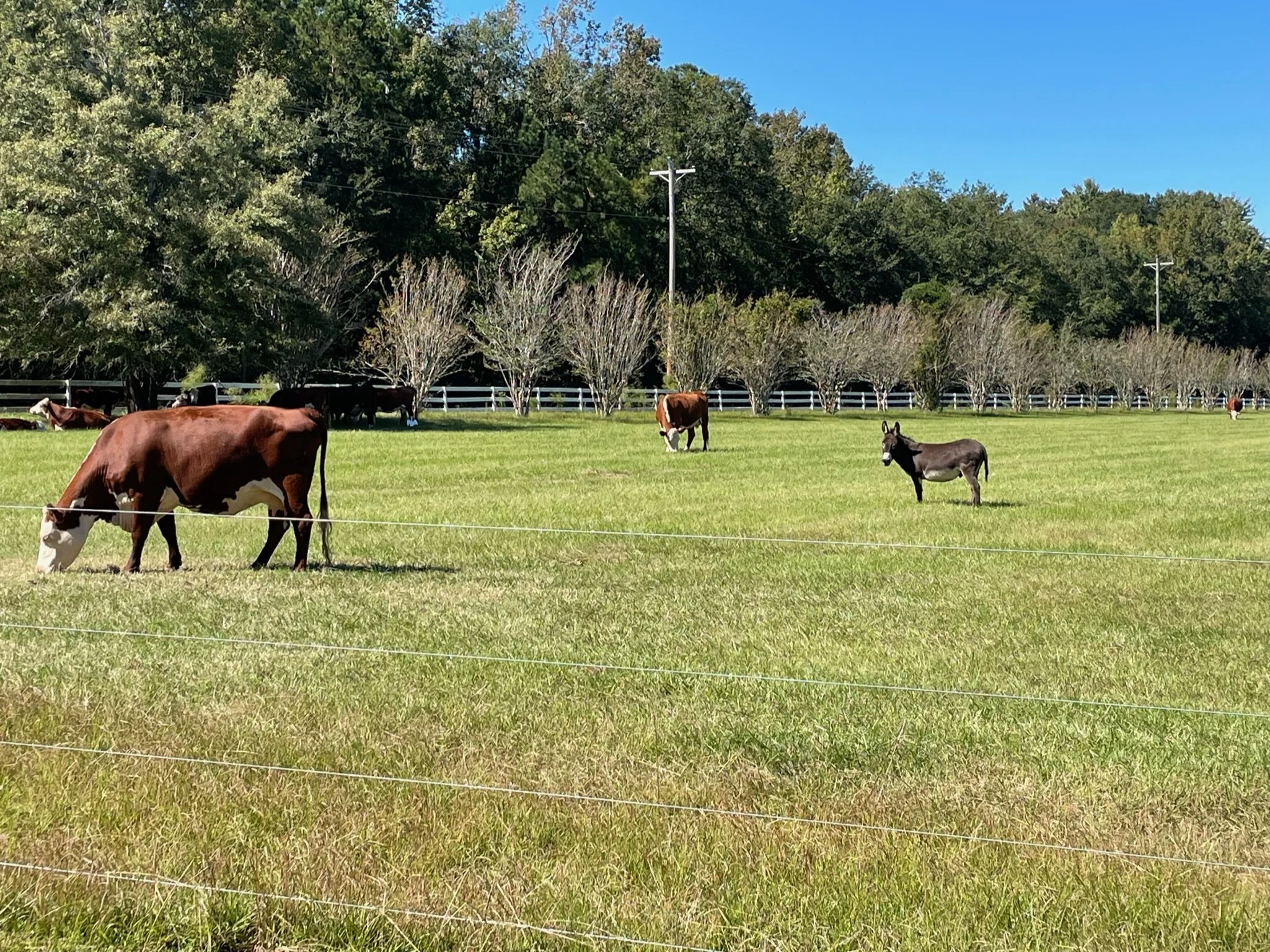 Cow and donkey grazing on a green pasture enclosed by a wire fence, with trees and hills in the background under a clear blue sky.