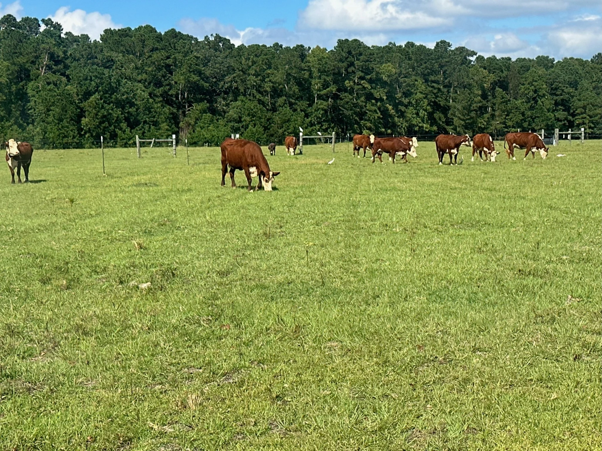 Cows grazing in a green pasture under a partly cloudy sky with a line of trees in the background.