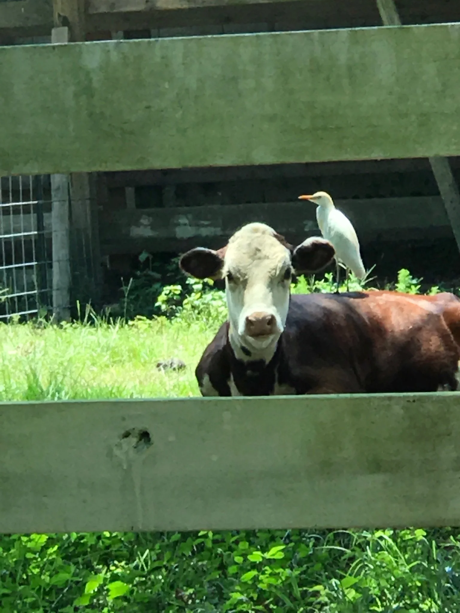 A cow lying on grass with a bird standing behind it, viewed through wooden slats.