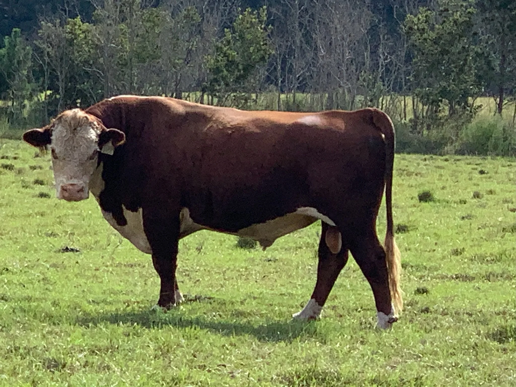 A brown and white cow standing in a grassy field with trees in the background.