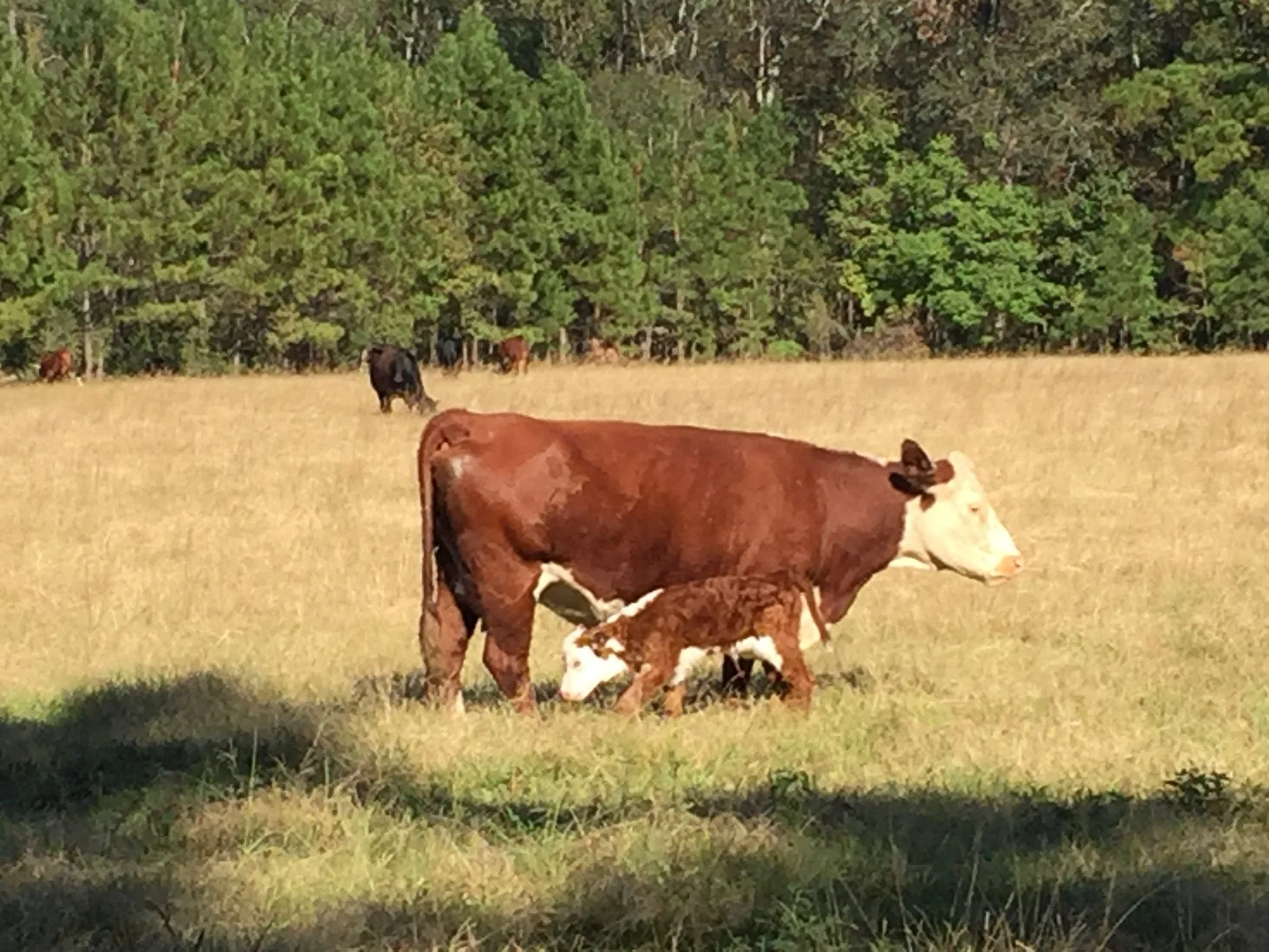 Cow and her calf standing in a grassy field with a background of trees and other cows in the distance.