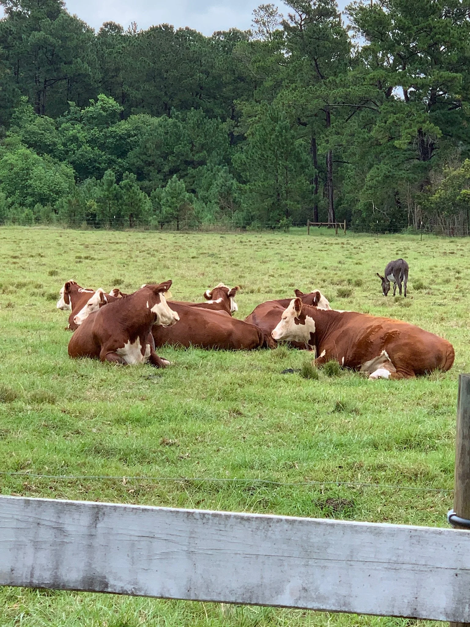 A group of brown and white cows resting on a grassy field with trees in the background and a donkey grazing in the distance.