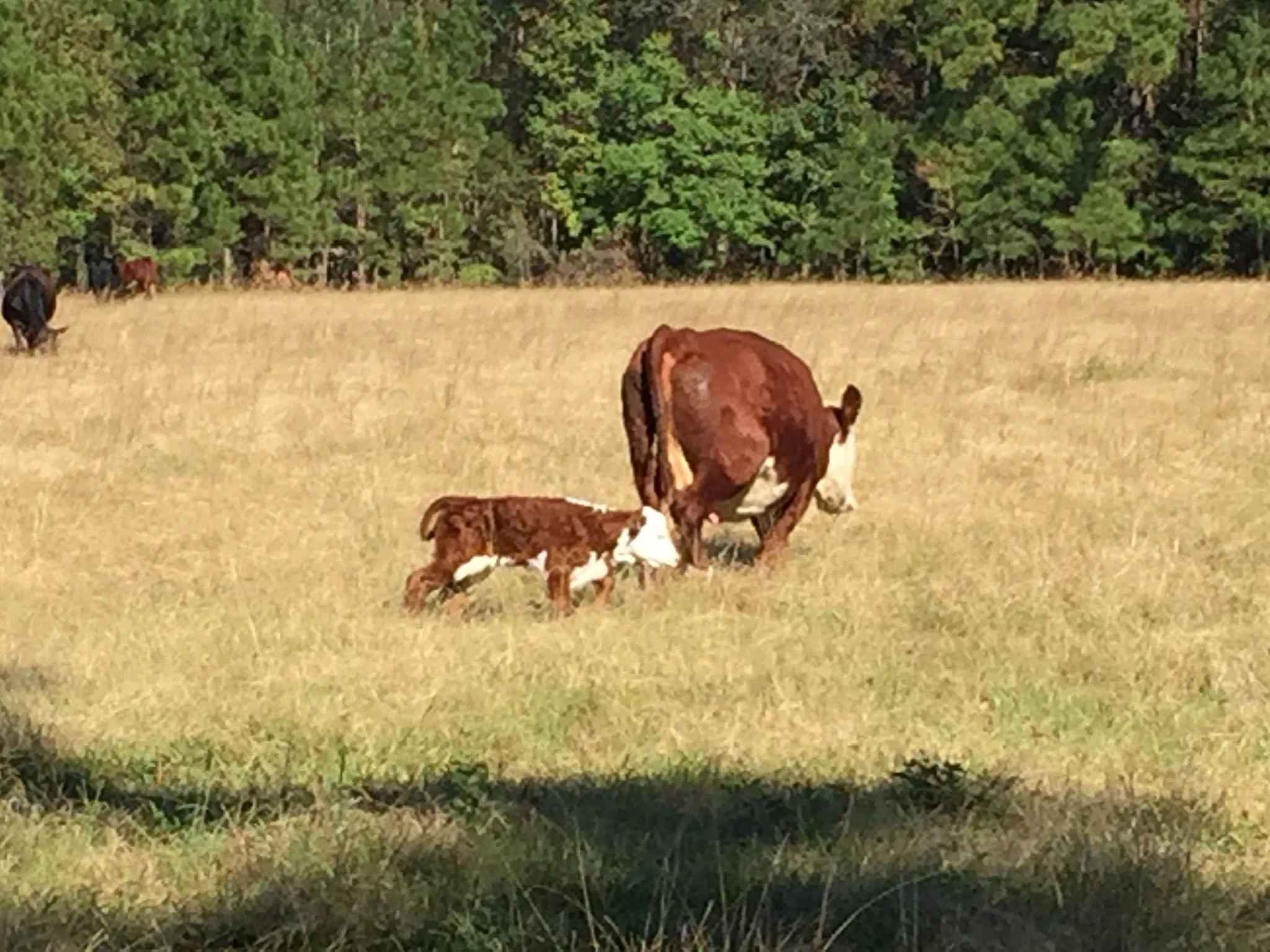 A cow stands in a grassy field, nursing a calf. In the background, there are other cows and trees.