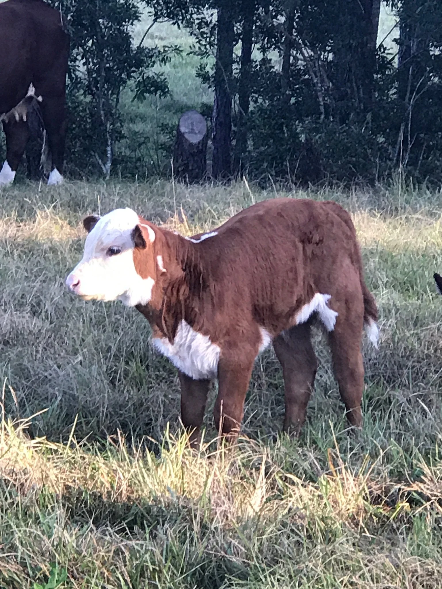 A young calf with a white face and brown body standing in a grassy field with trees in the background.