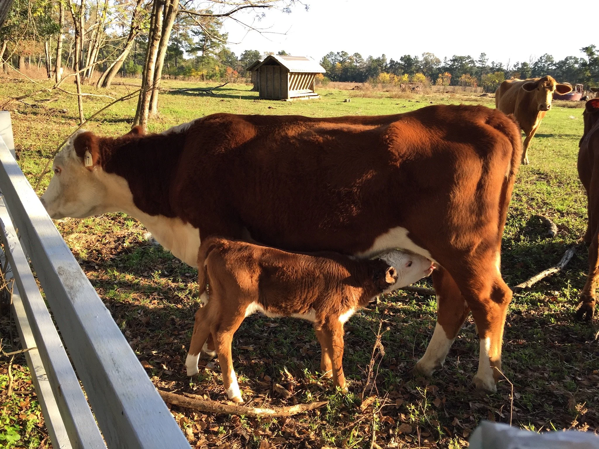 A cow standing in a grassy field with a calf nursing, other cows visible in the background, and a small shed in the distance.