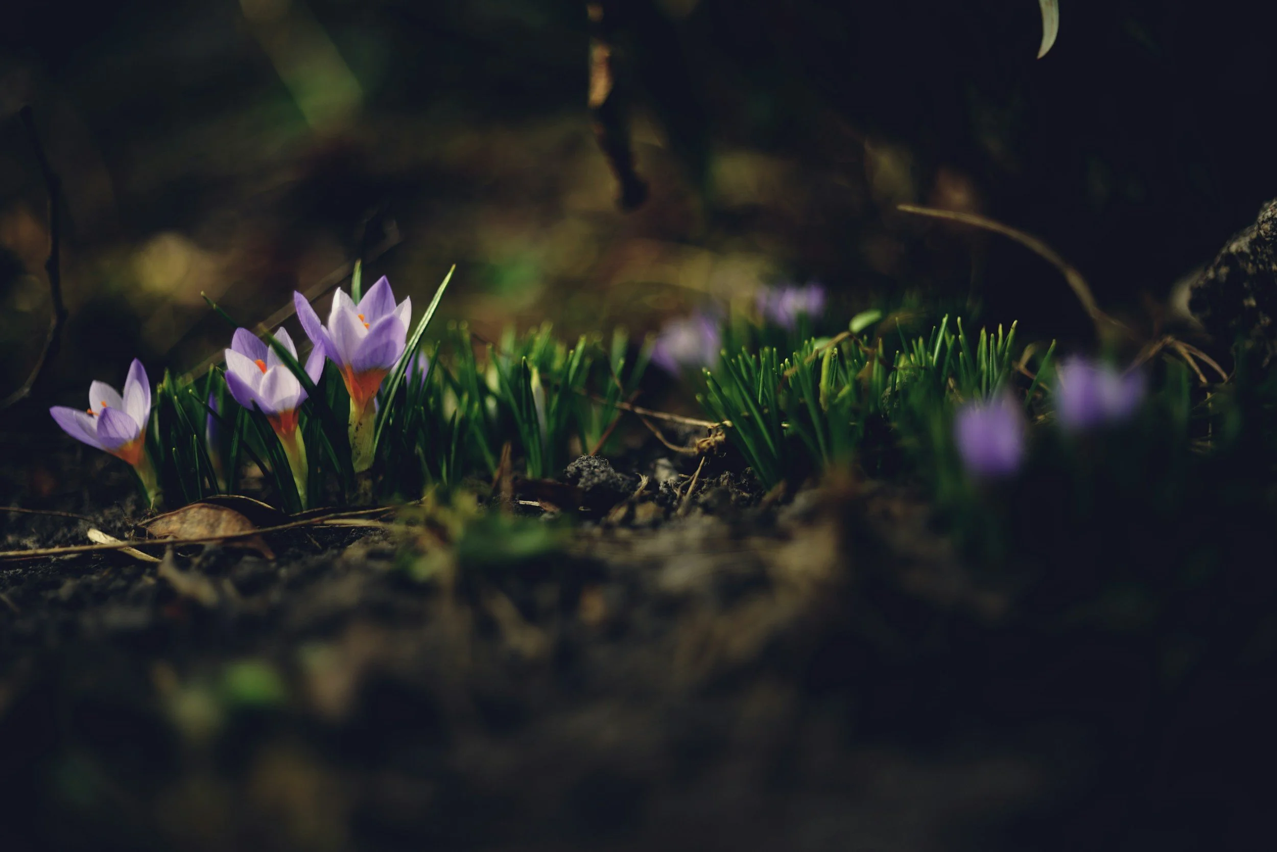 Celebrating the Spring Equinox: Embracing Renewal and Nature