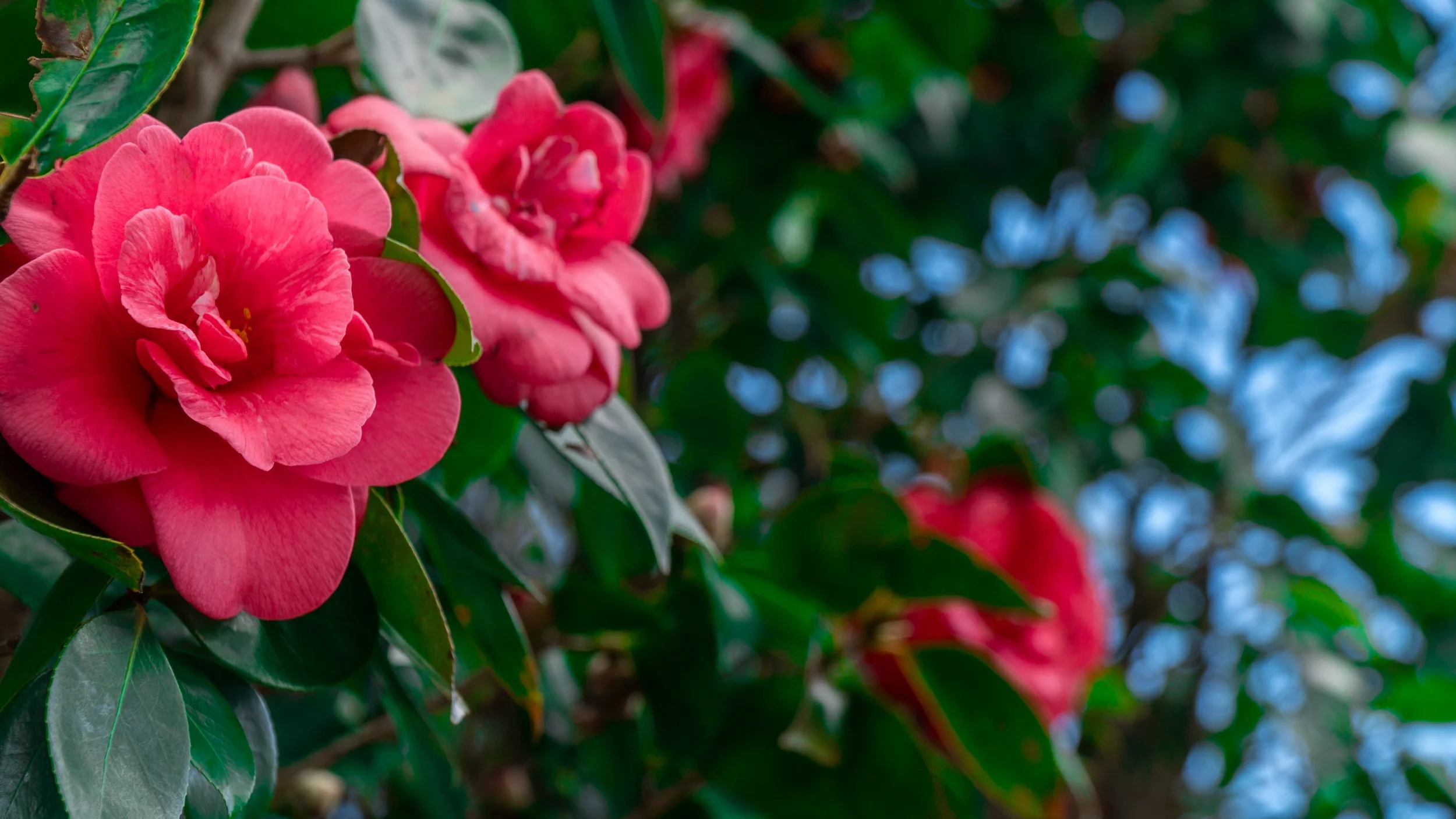 Close-up of pink flowers on a bush with green leaves and blurred background.
