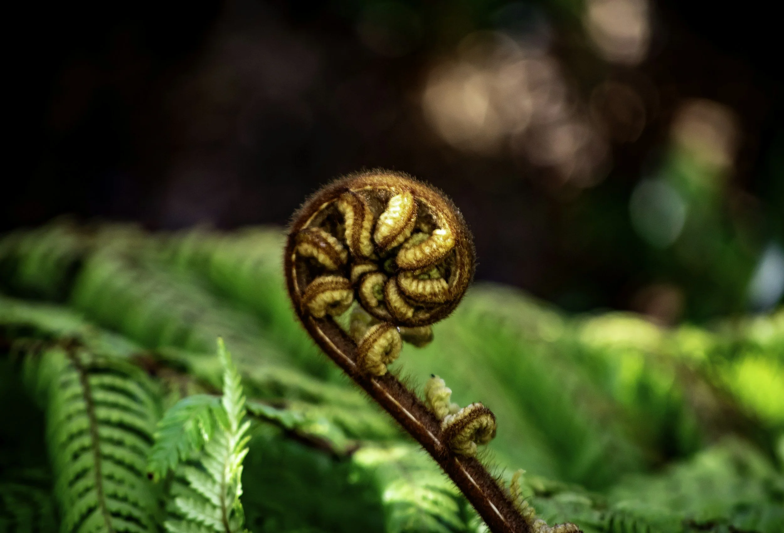 Koru and fern plant