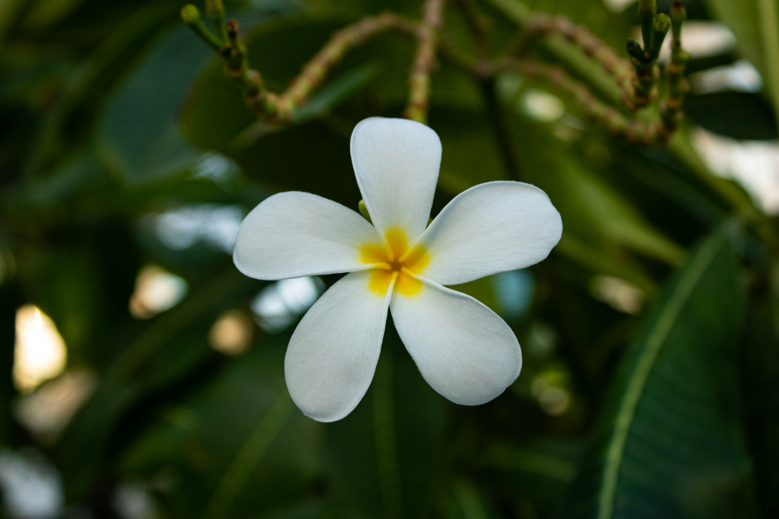 Frangipani flower - white petals with yellow centre against green leaves