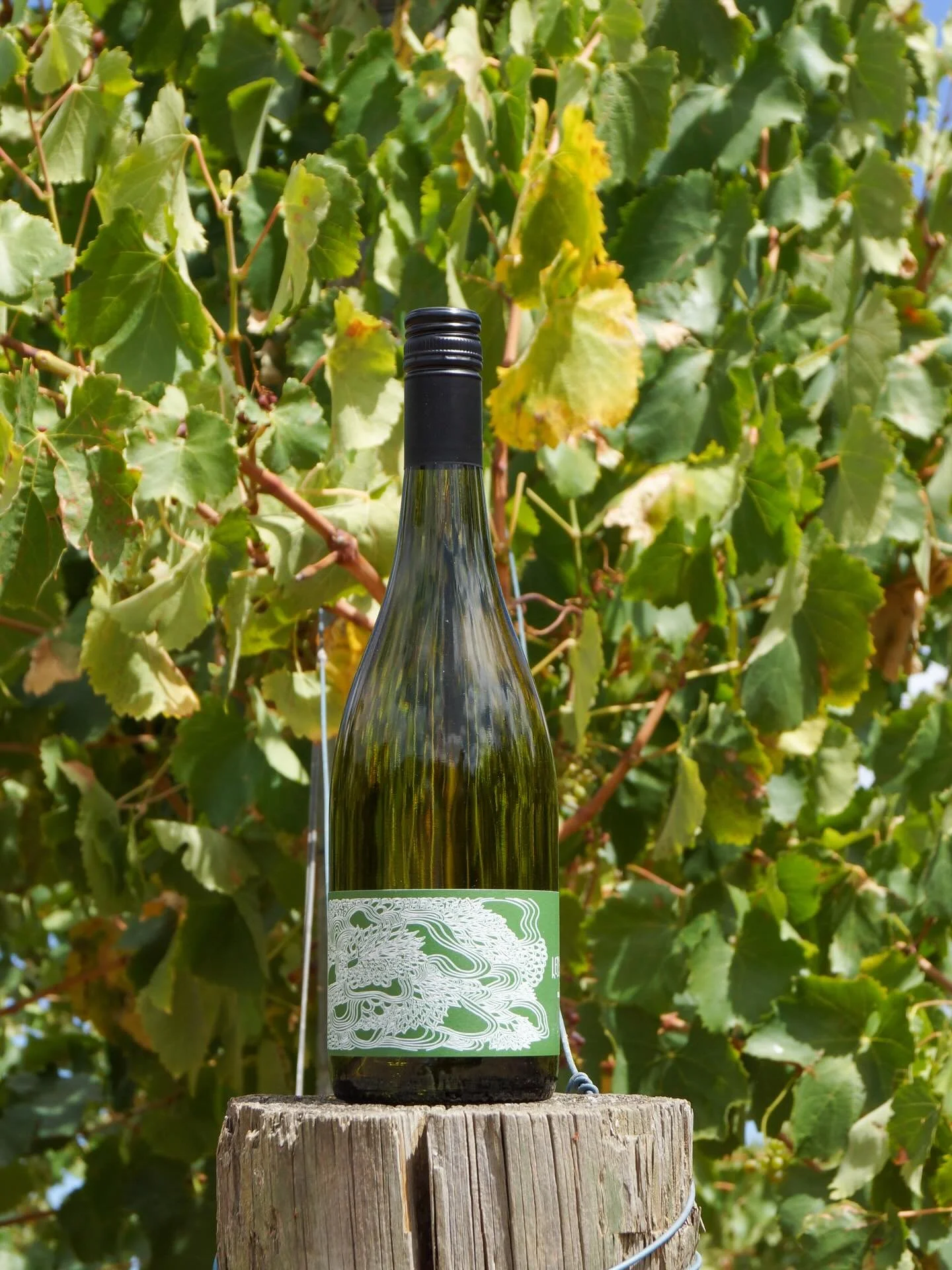 Thank you @shantehwale for the lovely words about our 2024 Fiano! 

You can find it in the South Australian Wine Guide 2026