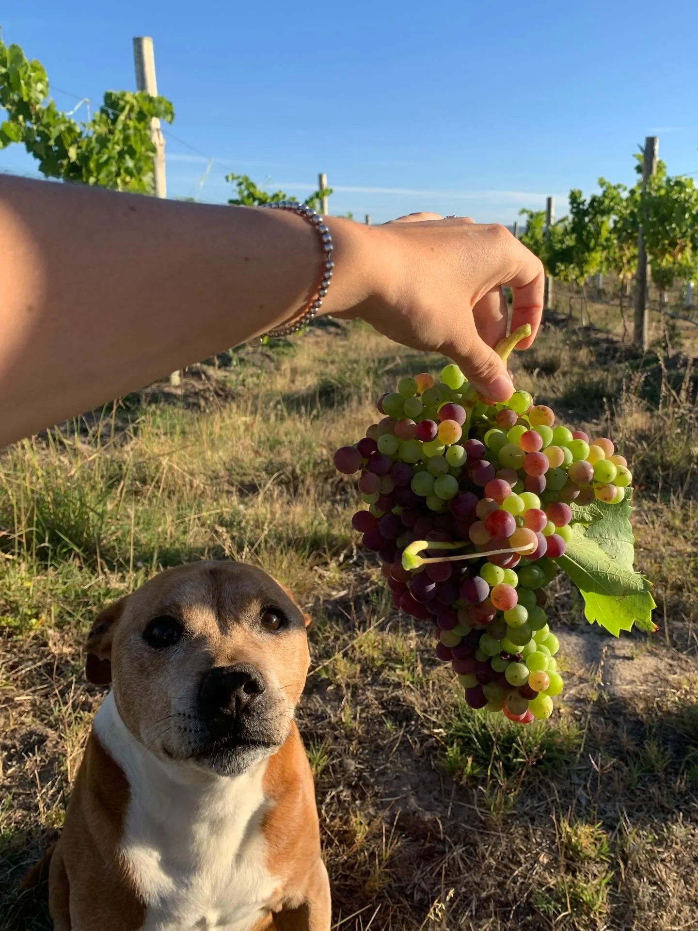 Patiently waiting for the grapes to ripen

Bailey 🐶: possibly not waiting&hellip;