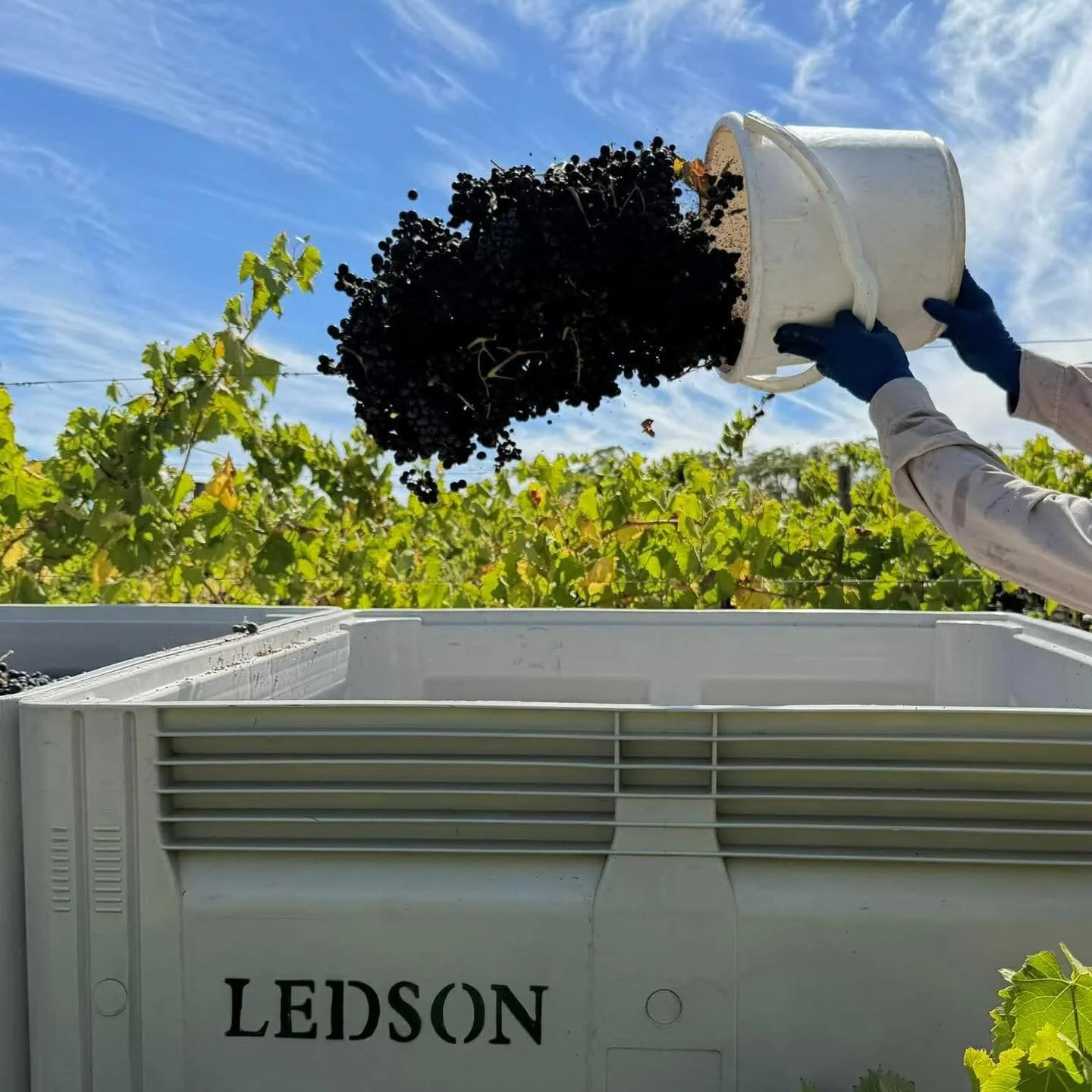 Nero d&rsquo;Avola incoming! 🍷🙌🏻