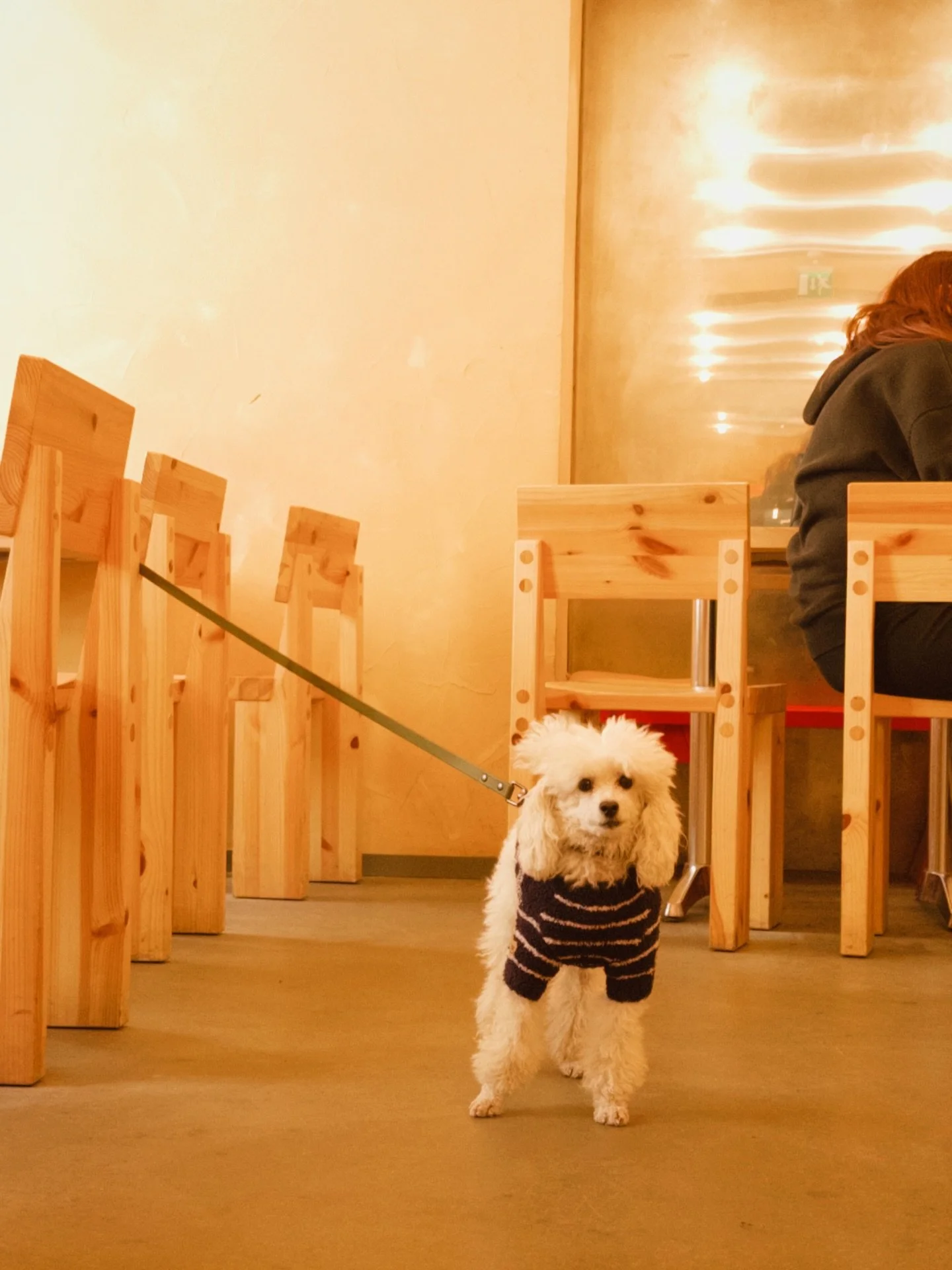 dogs at el fant 🐾
a small collection from recent days

#elfant #helsinkicafe