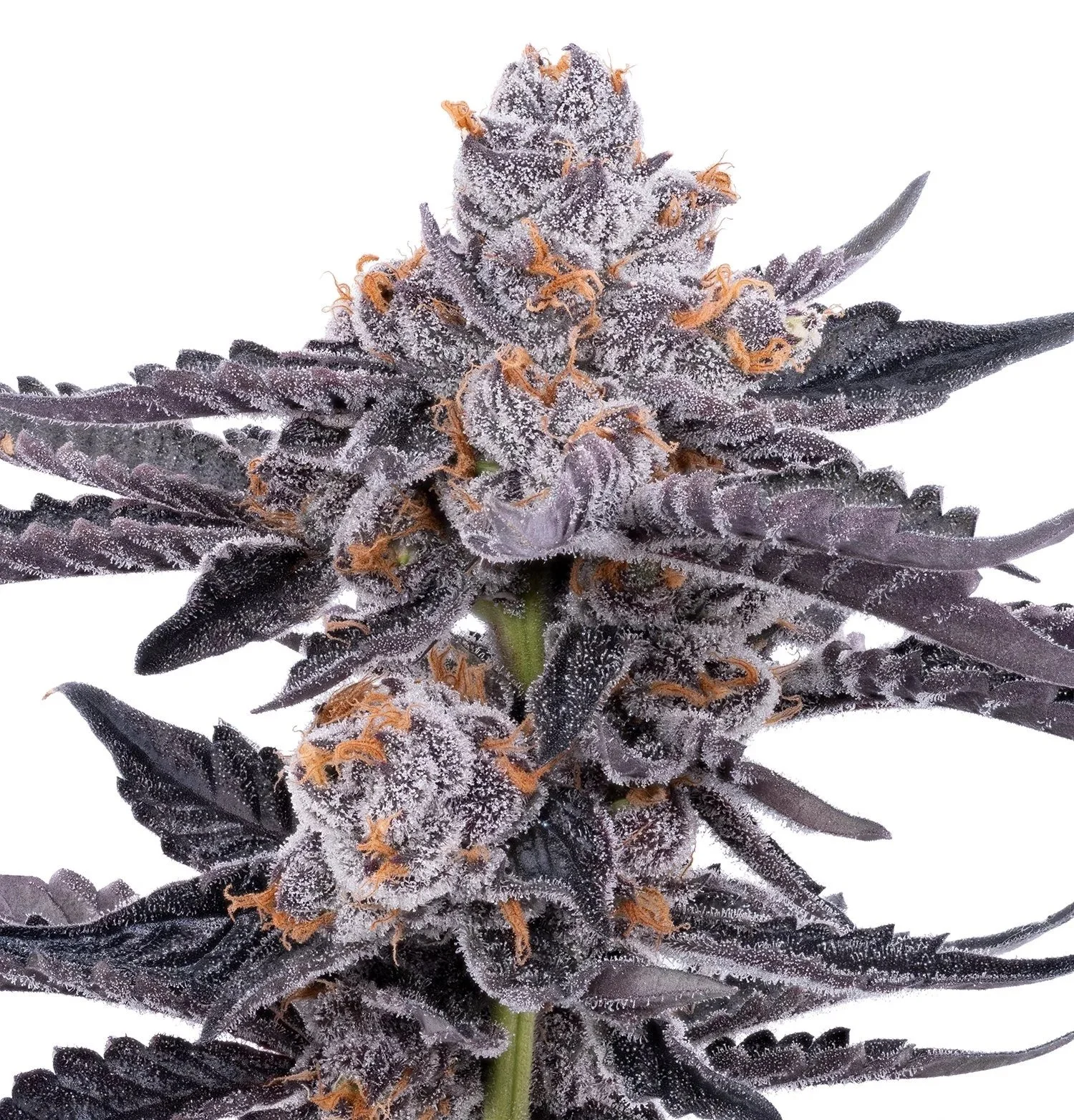 Strawberry Peelz