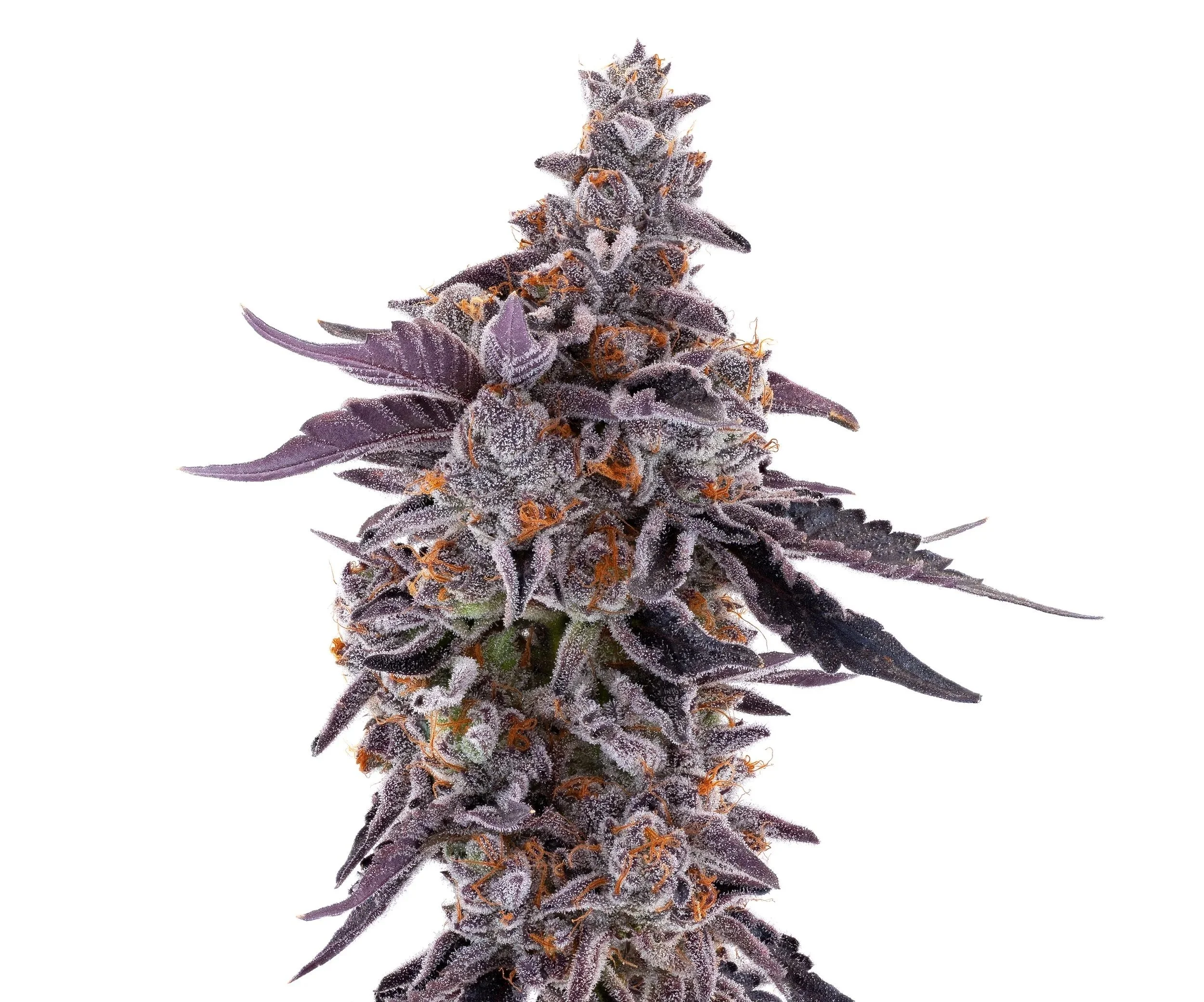 Cherry Jane