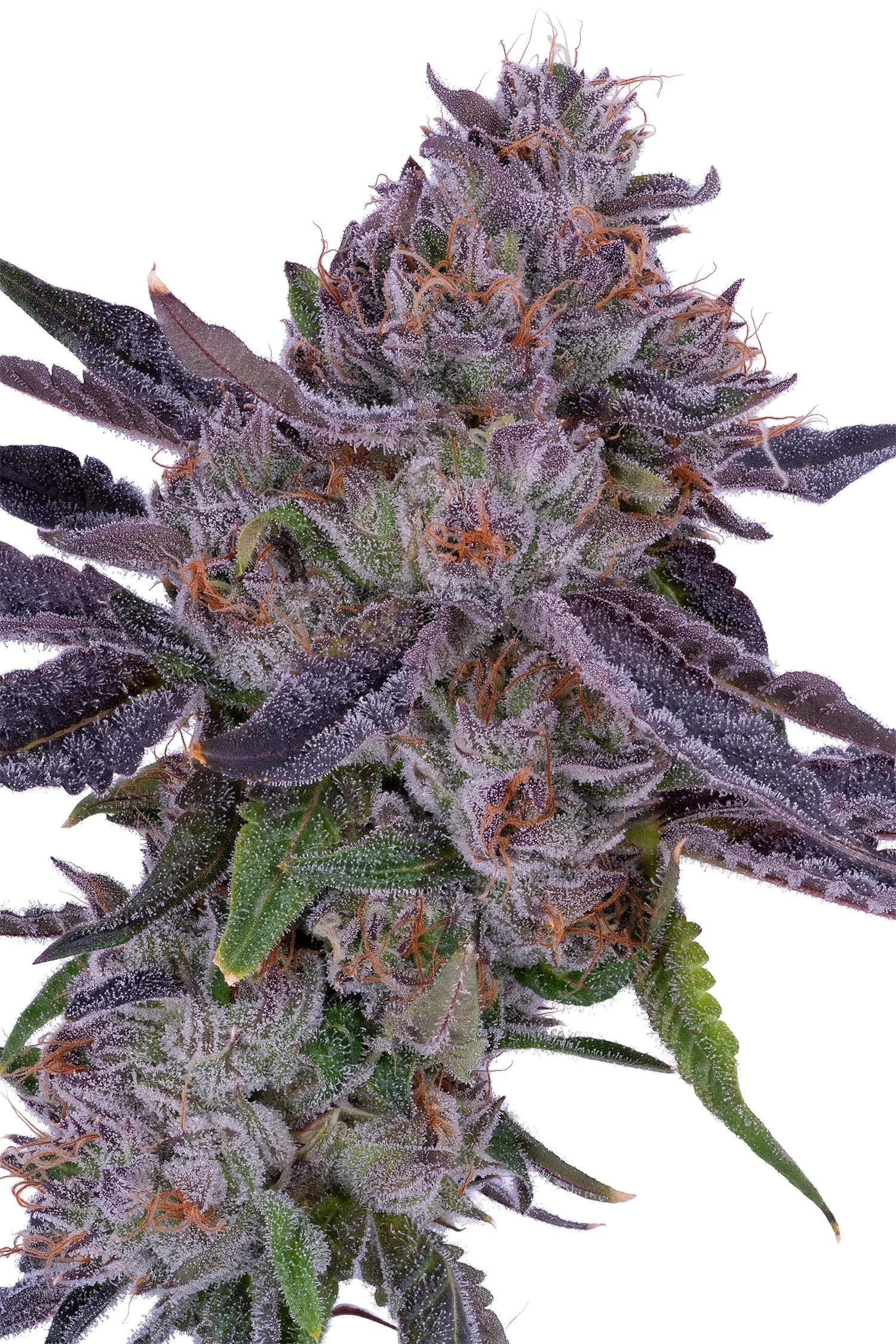 Lemon Cherry Gelato
