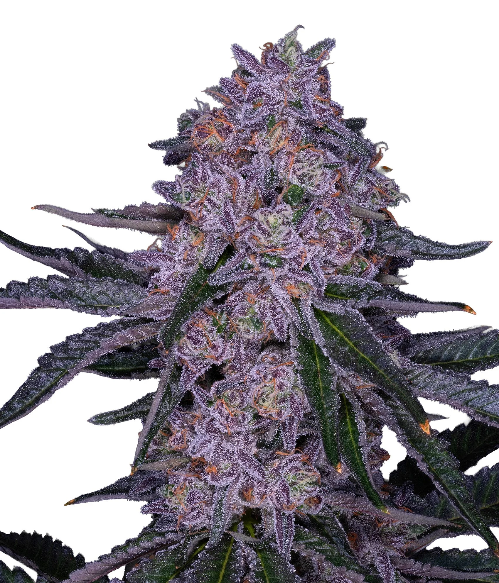 Apple Fritter