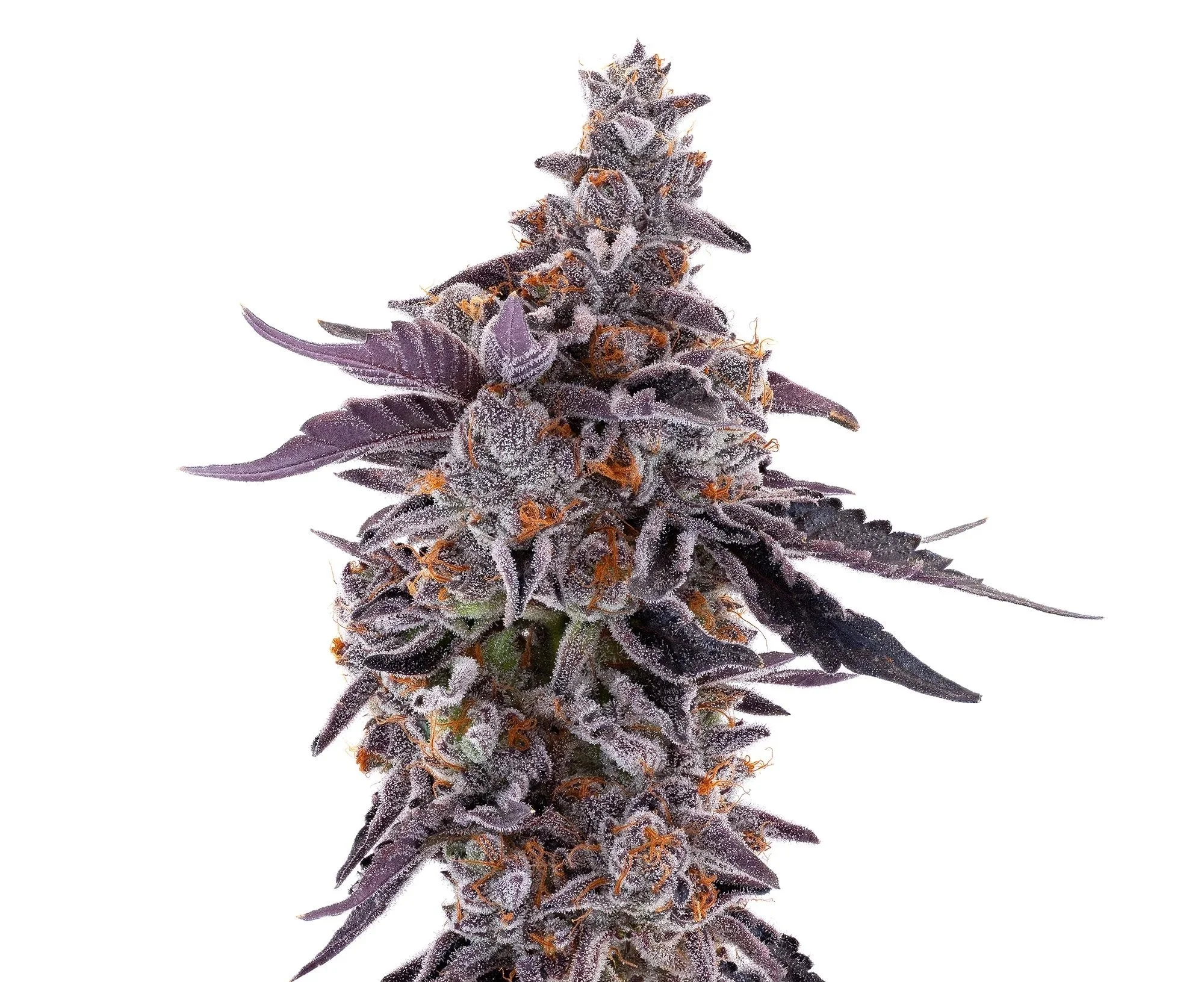 Cherry Jane