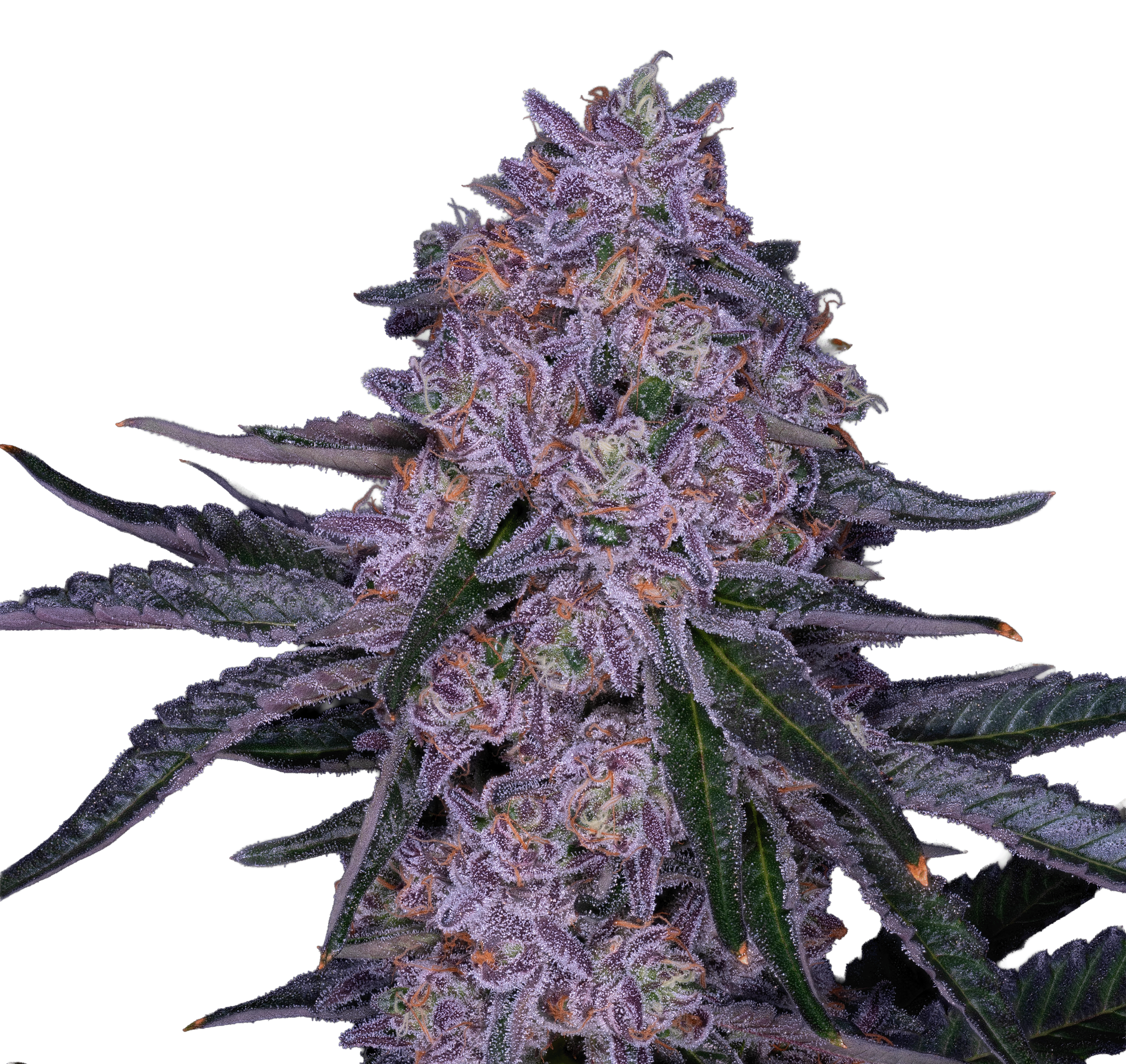 Apple Fritter