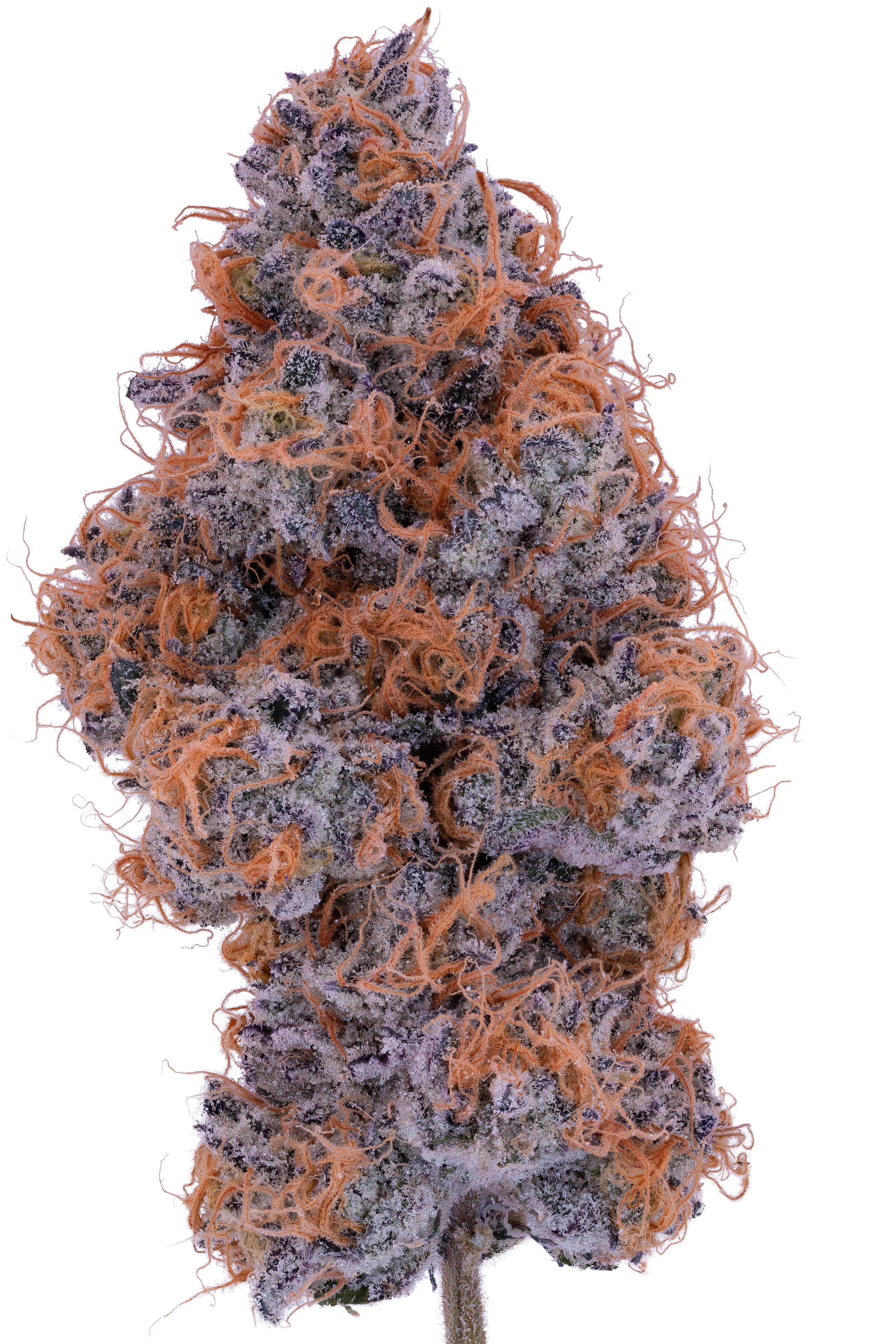 LFBAZAS3fFweb.png