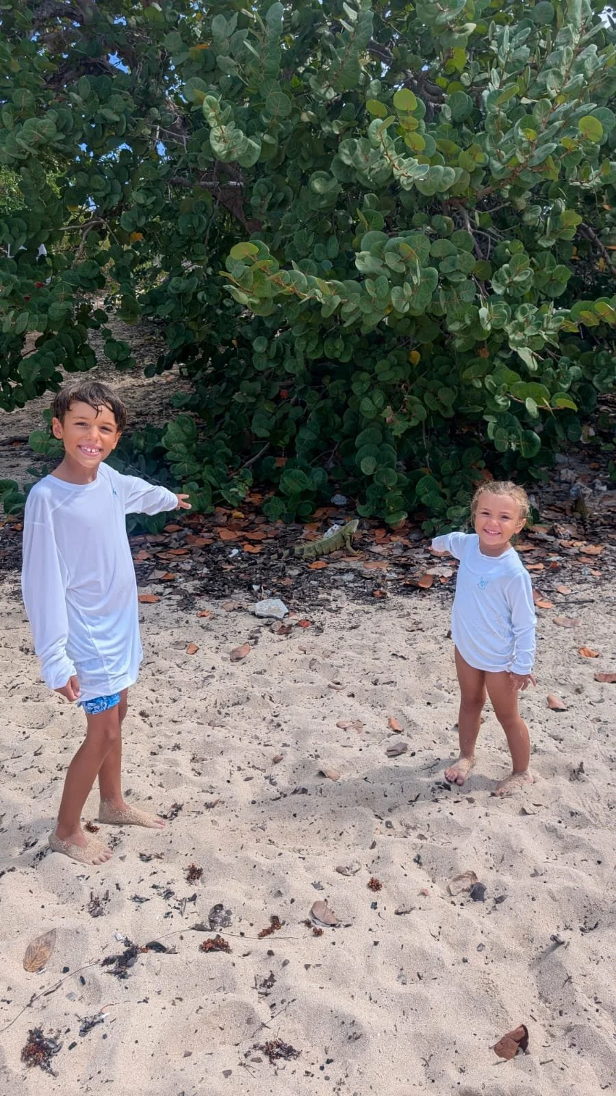 SXM is known for its diversity of Guanas and the kids never got tired of them!