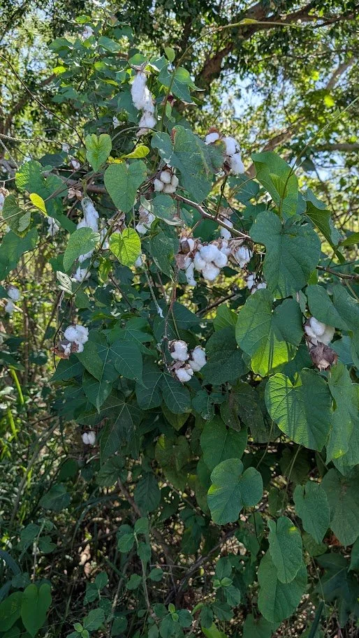 We found quite a few cotton trees on our walks around Salinas.