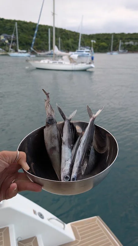 Our passage to Antigua was a windy one and usually that means one thing - flying fish on deck! This time though, we had a new friend - a squid!