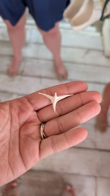 We had to Google this one as it wasn't quite like a shark tooth - turned out to be a puffer fish skeleton!