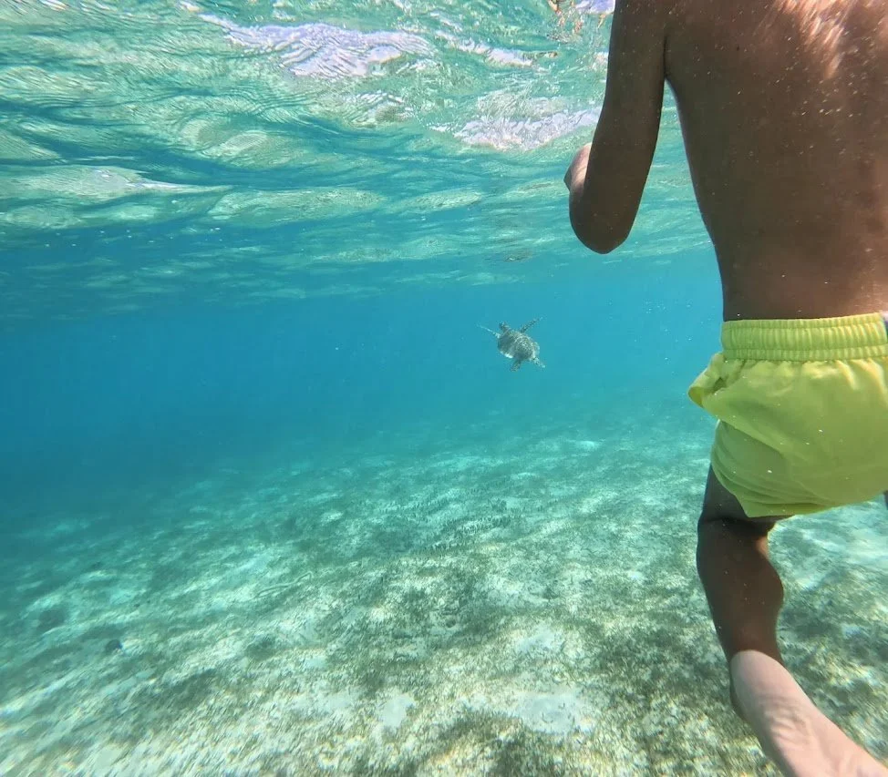 We couldn't believe how many there were and although it was rainy and cloudy, the water clarity was incredible!