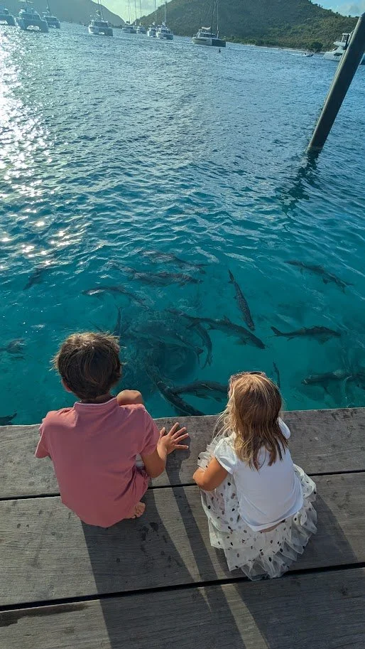 Everyday at 5pm they feed the Tarpon!