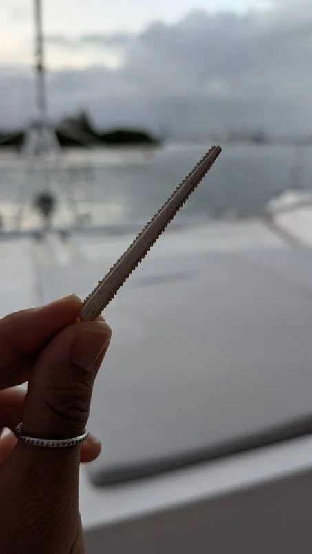 We also found a stinger!