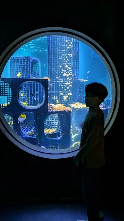 Our Aquarium visits continued and I must say, we were impressed by some of the aquariums we visited along the coast!