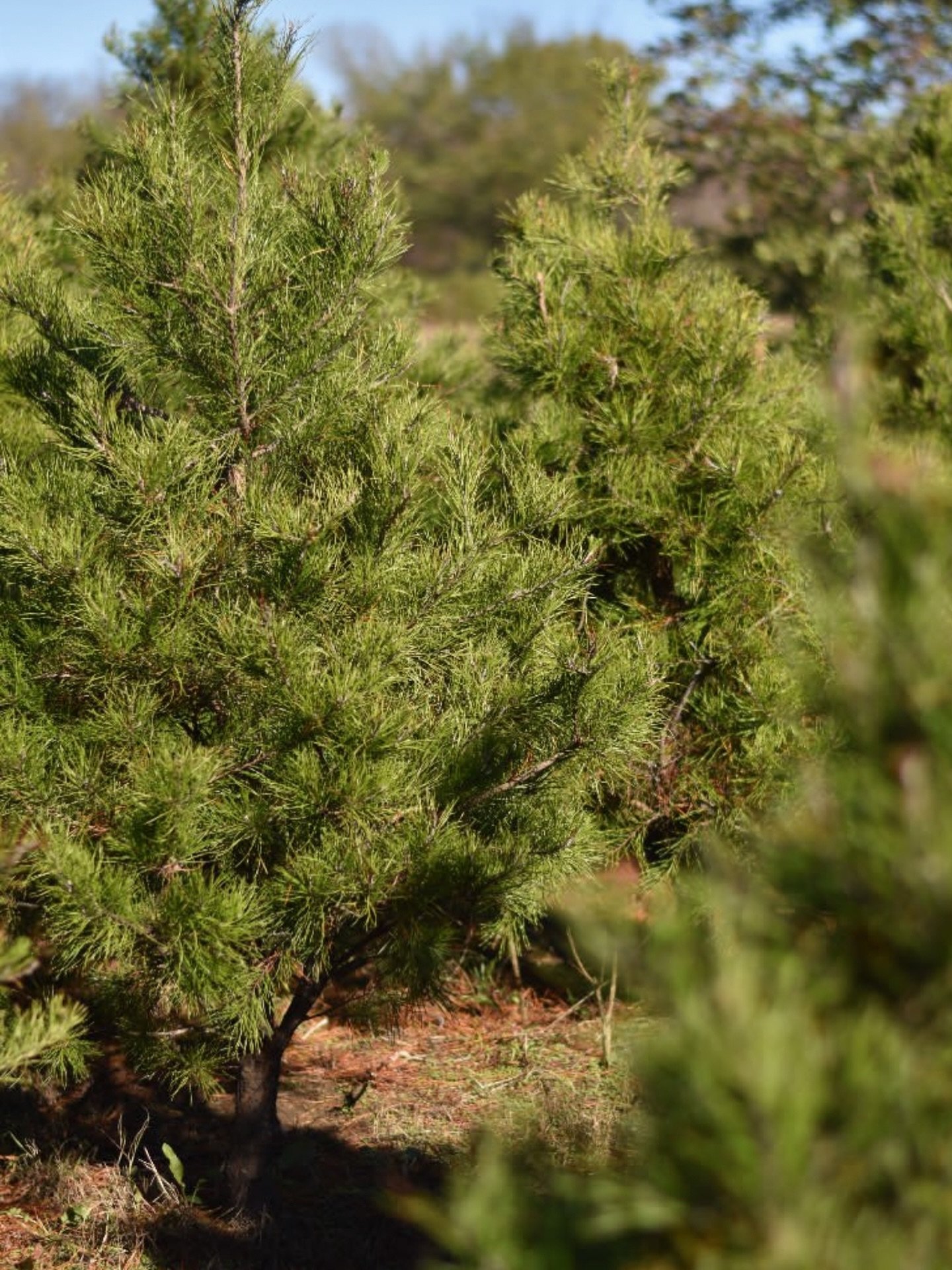 Close-up of a green pine tree in a forest with more trees and blue sky in the background.