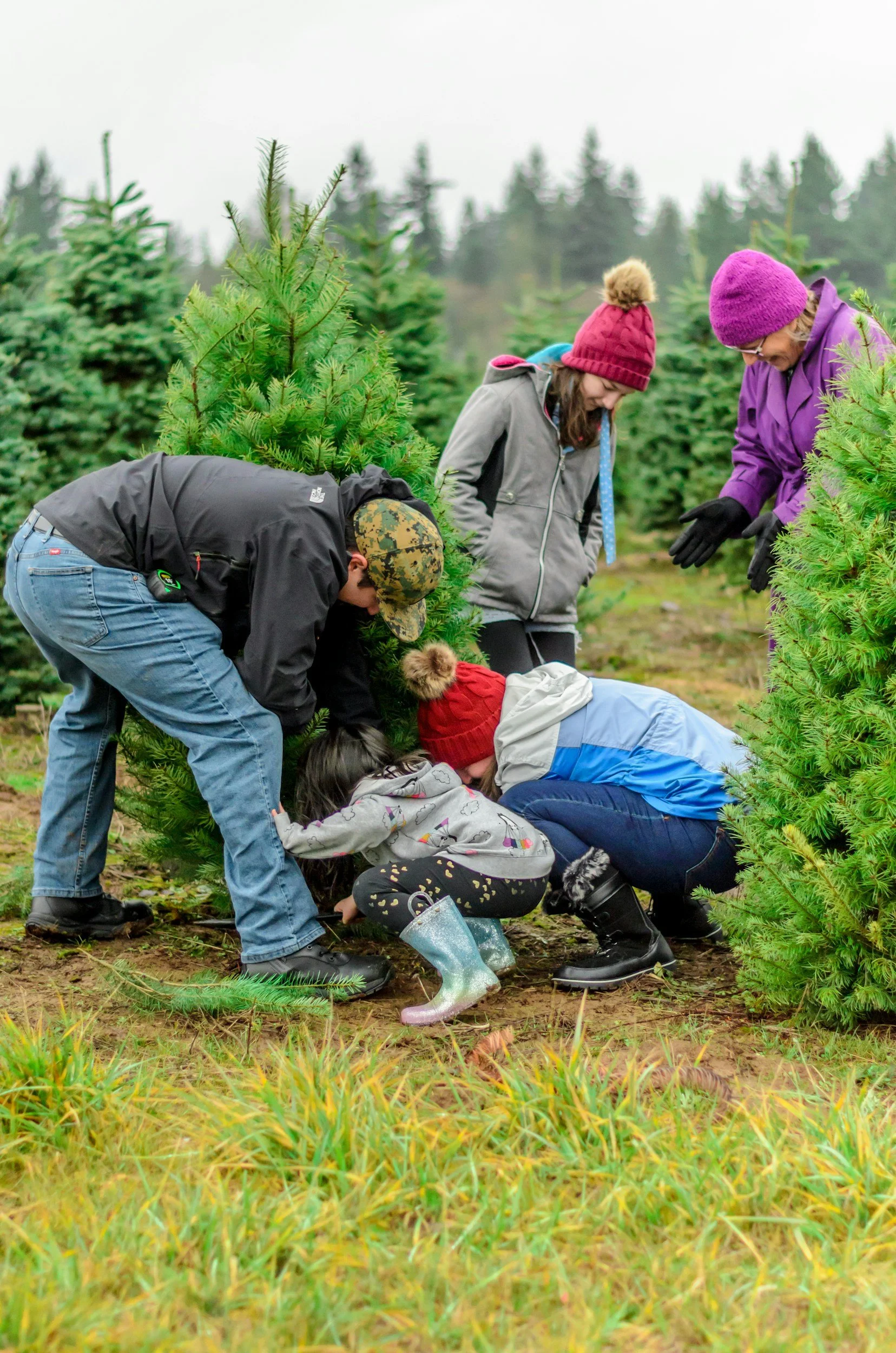 Group of people, including children and adults, working together to select and cut down a Christmas tree outdoors in a Christmas tree farm.