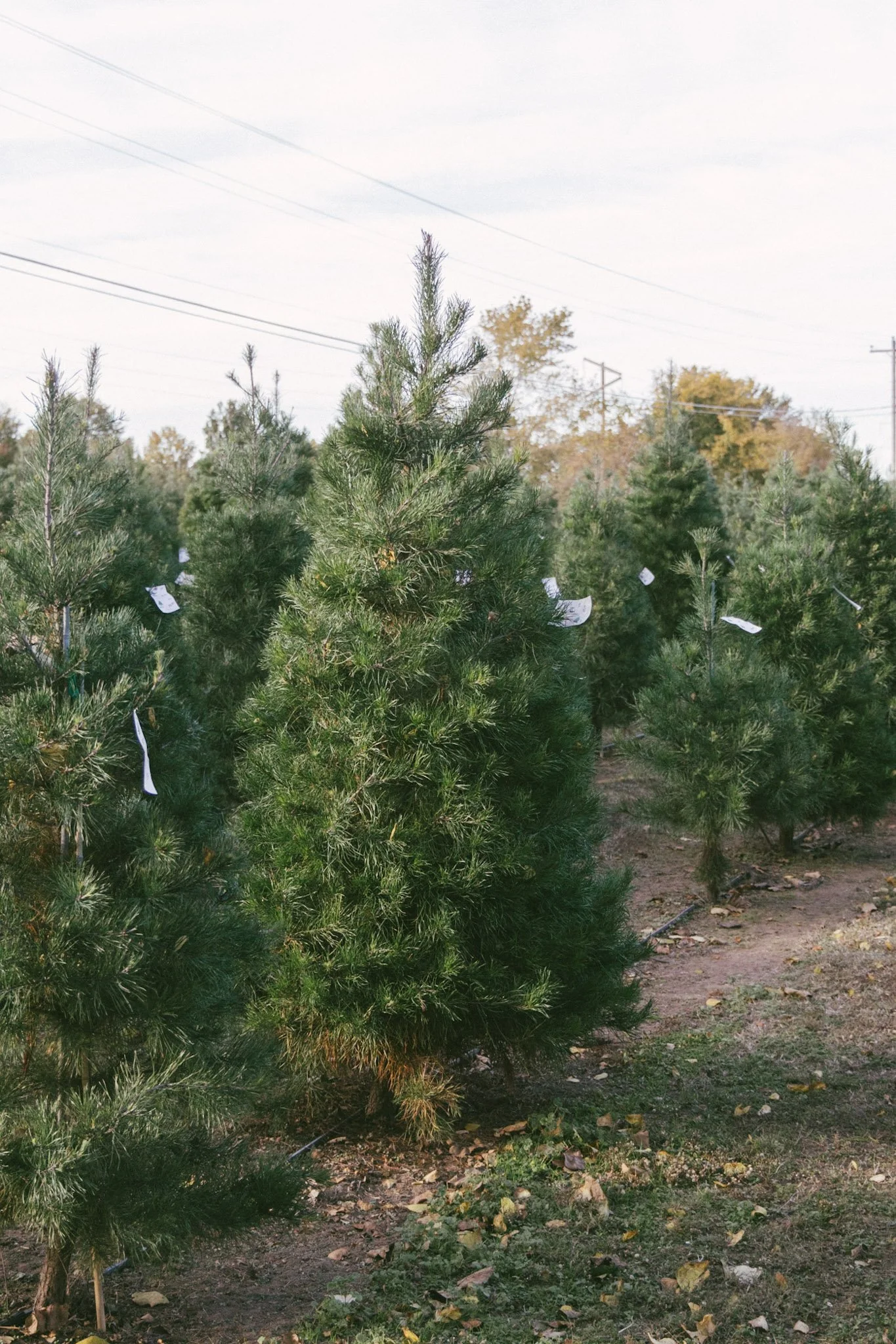 A row of green Christmas trees at a tree farm during daytime.