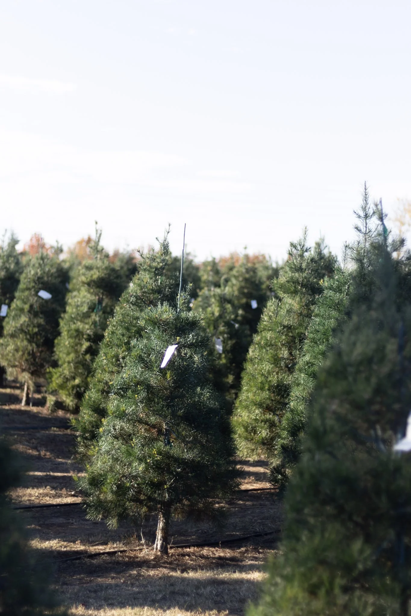 A field of small, dense Christmas trees for sale on an outdoor lot, with some tags visible on the trees, under a clear sky.