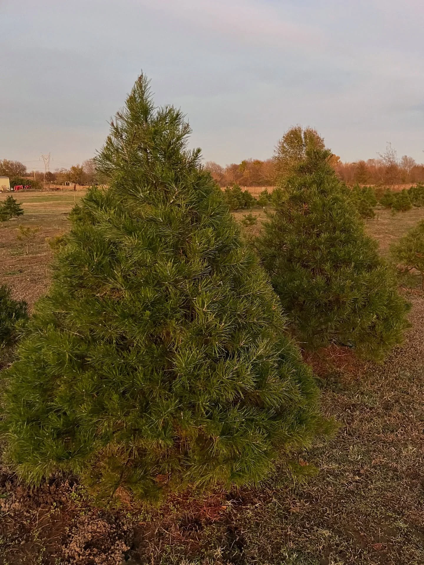 Two small pine trees in a field with a distant view of more trees and a cloudy sky.