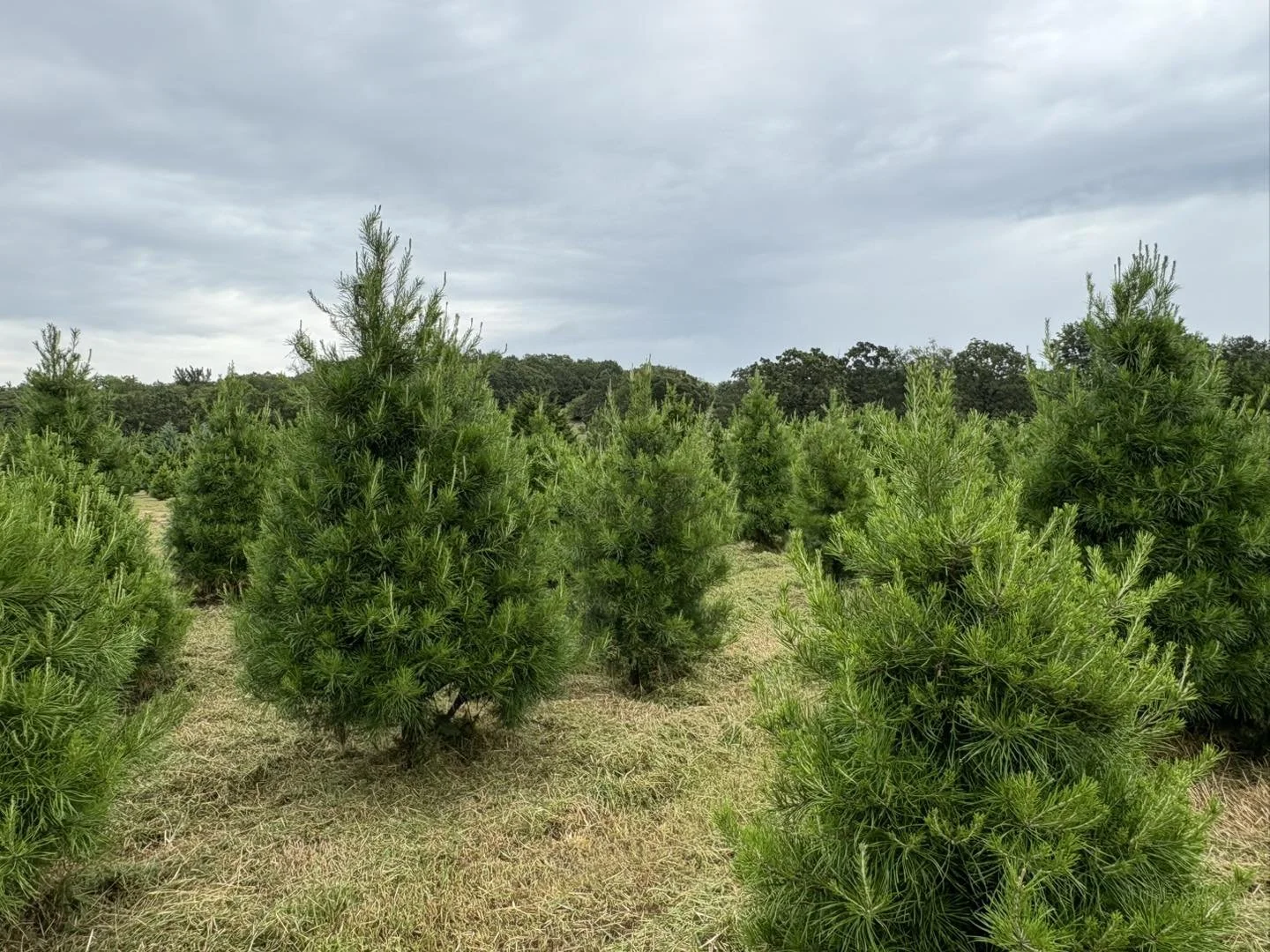 A field of young green pine trees under a cloudy sky.