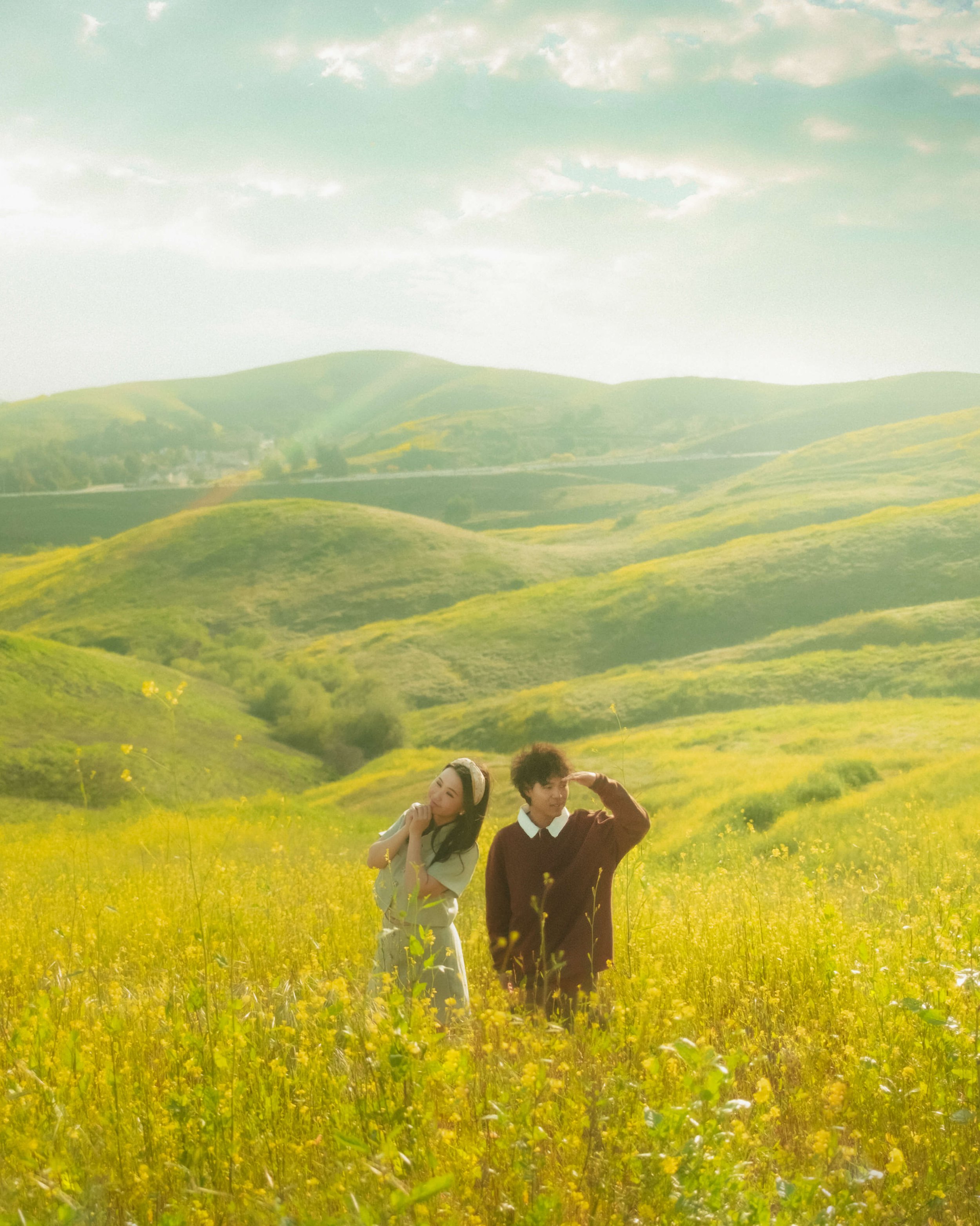 Flower fields in California