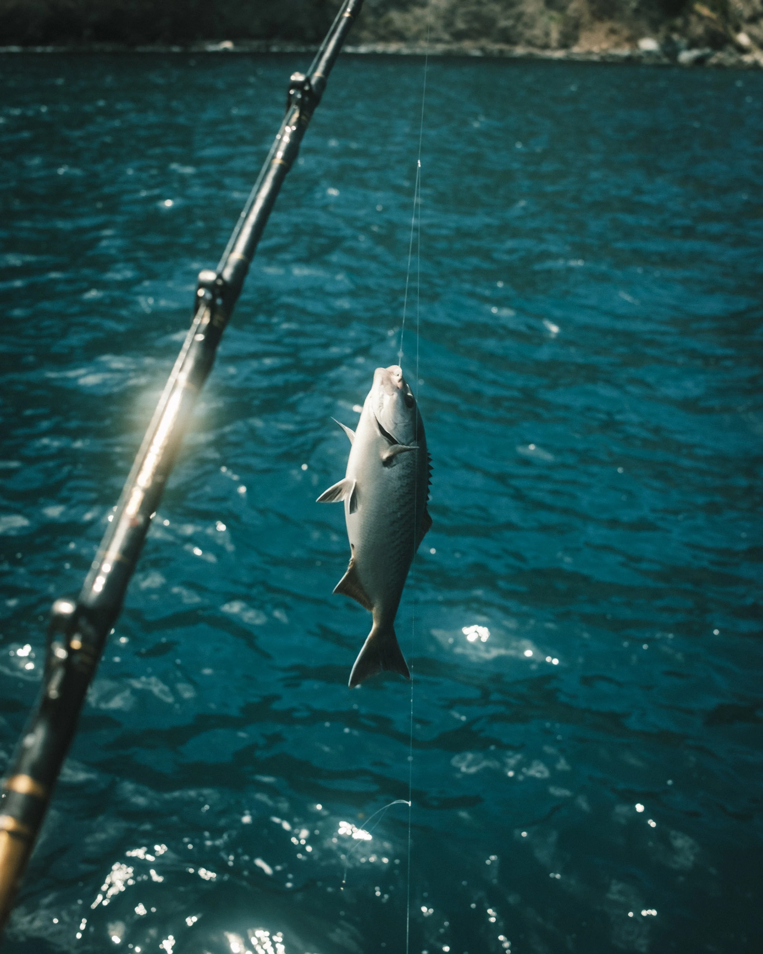 A fish hanging on a fishing hook over blue water, with a landmass in the background.