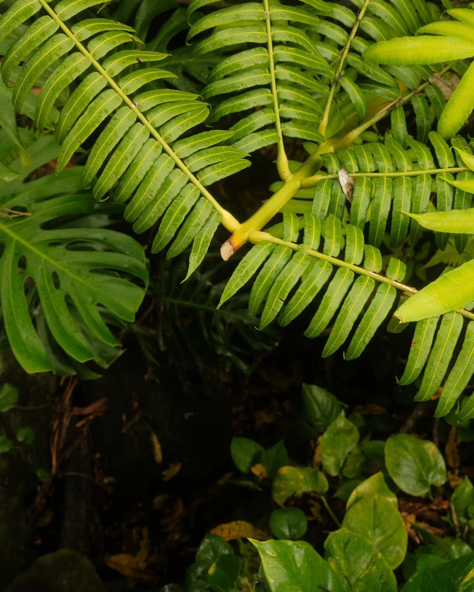 DSCF9461.jpg