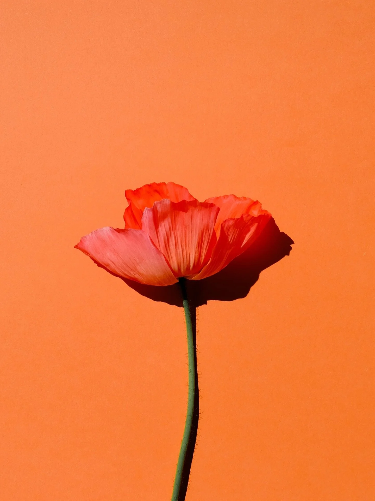 Pretty big week for the colour orange ❤️&zwj;🔥 

More poppies coming to a little screen near you very soon xx