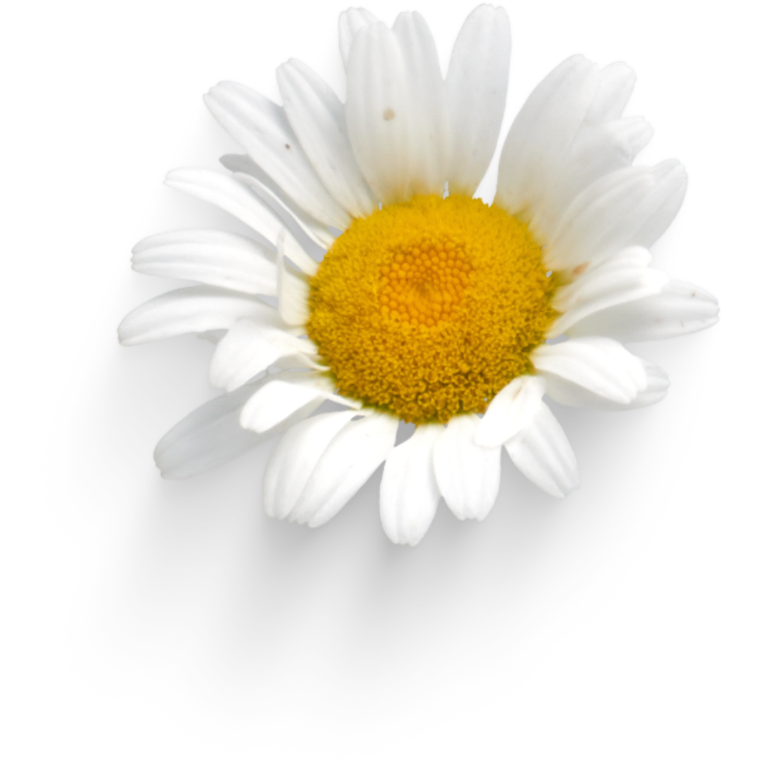 A single chamomile head with white petals, a yellow center, and. a shadow behind - part of Gretchen Elaine's book series about mental health signifying growth.