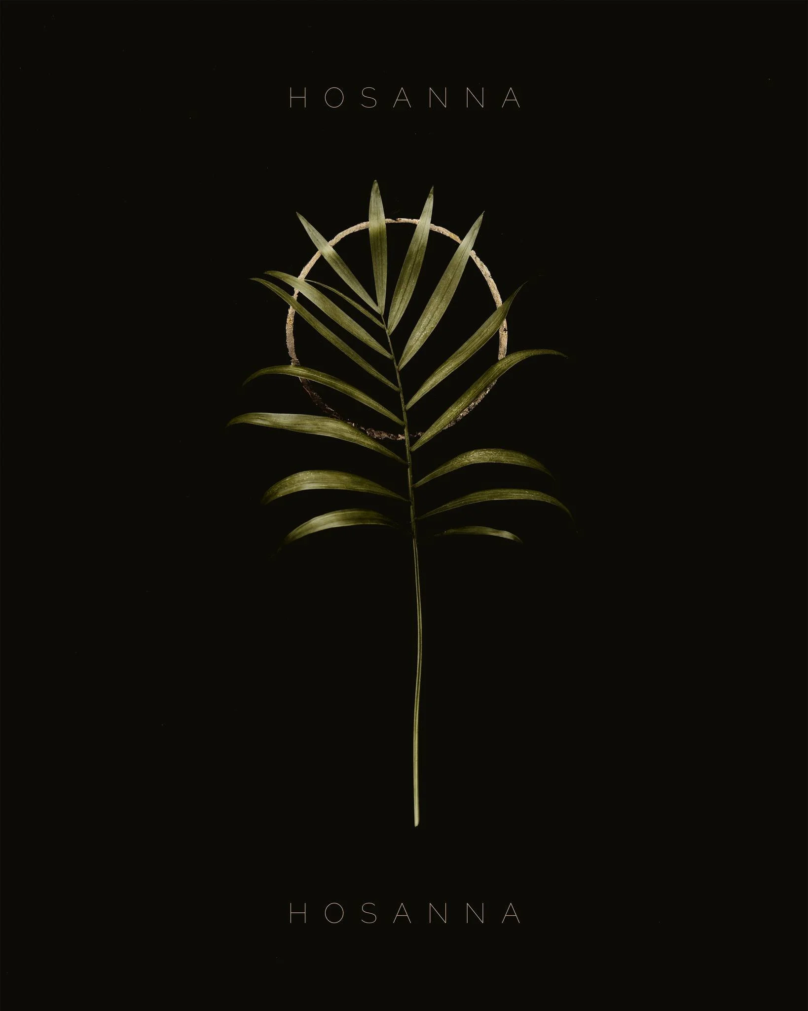 Hosanna! Blessed is He who comes in the name of the Lord!

"The next day the large crowd that had come to the feast heard that Jesus was coming to Jerusalem. So they took branches of palm trees and went out to meet him, crying out, 'Hosanna! Ble