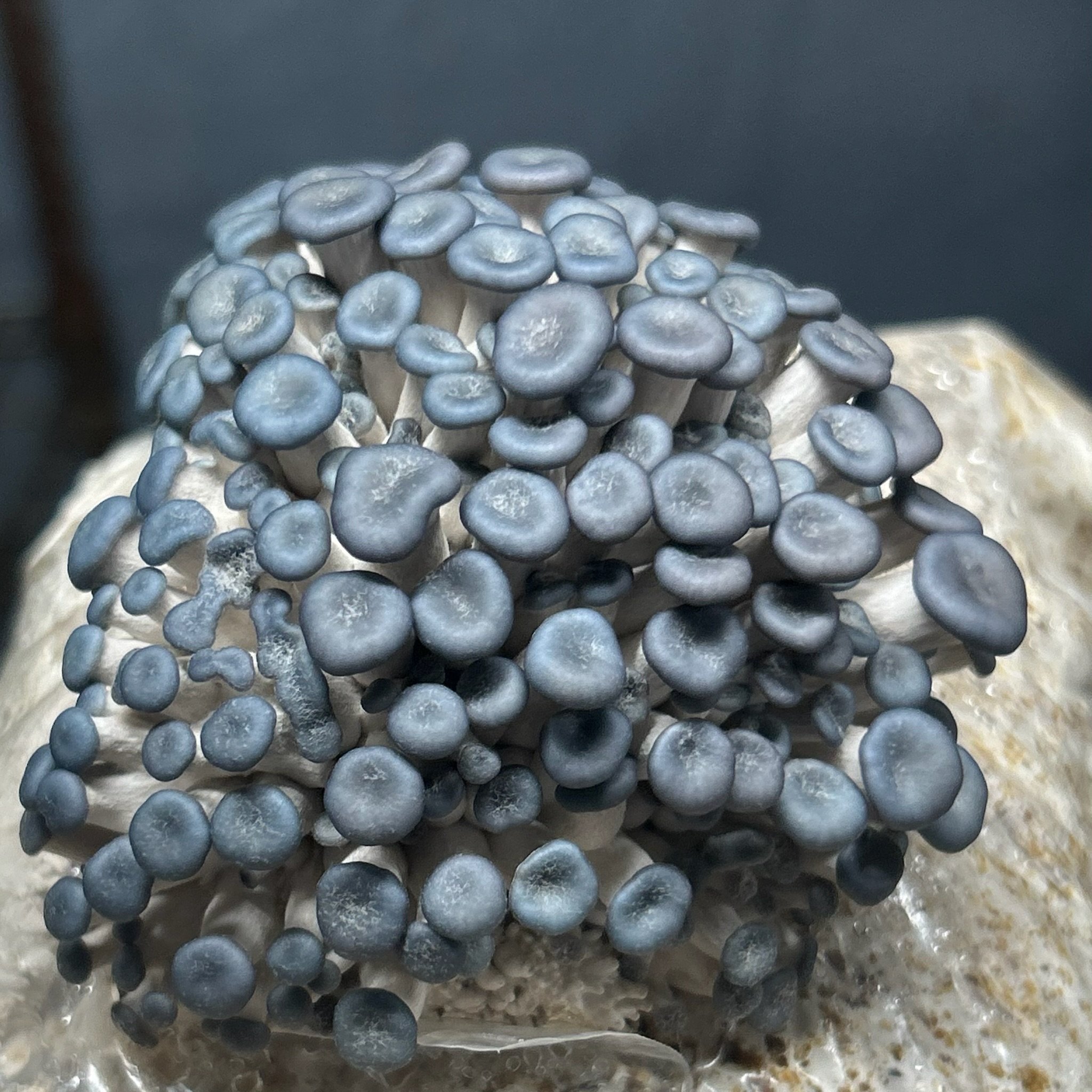 Blue oyster pins. Just look at that vibrant color!